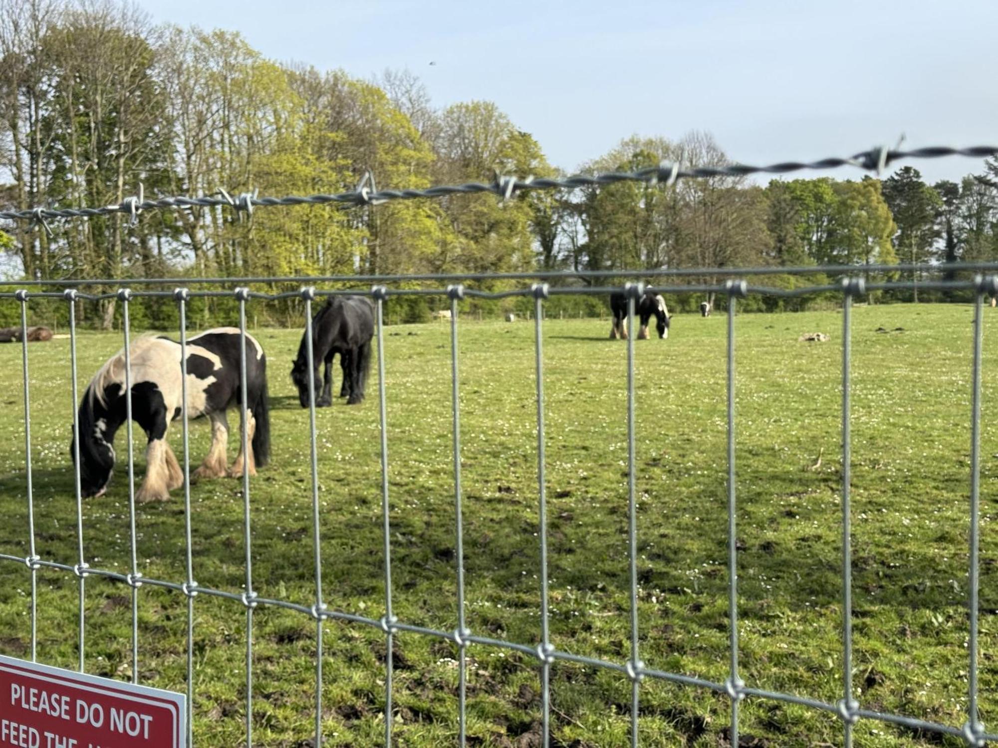 Pony Gate Caravan On Haggerstone Castle West Lawn Berwick Upon Tweed Ngoại thất bức ảnh
